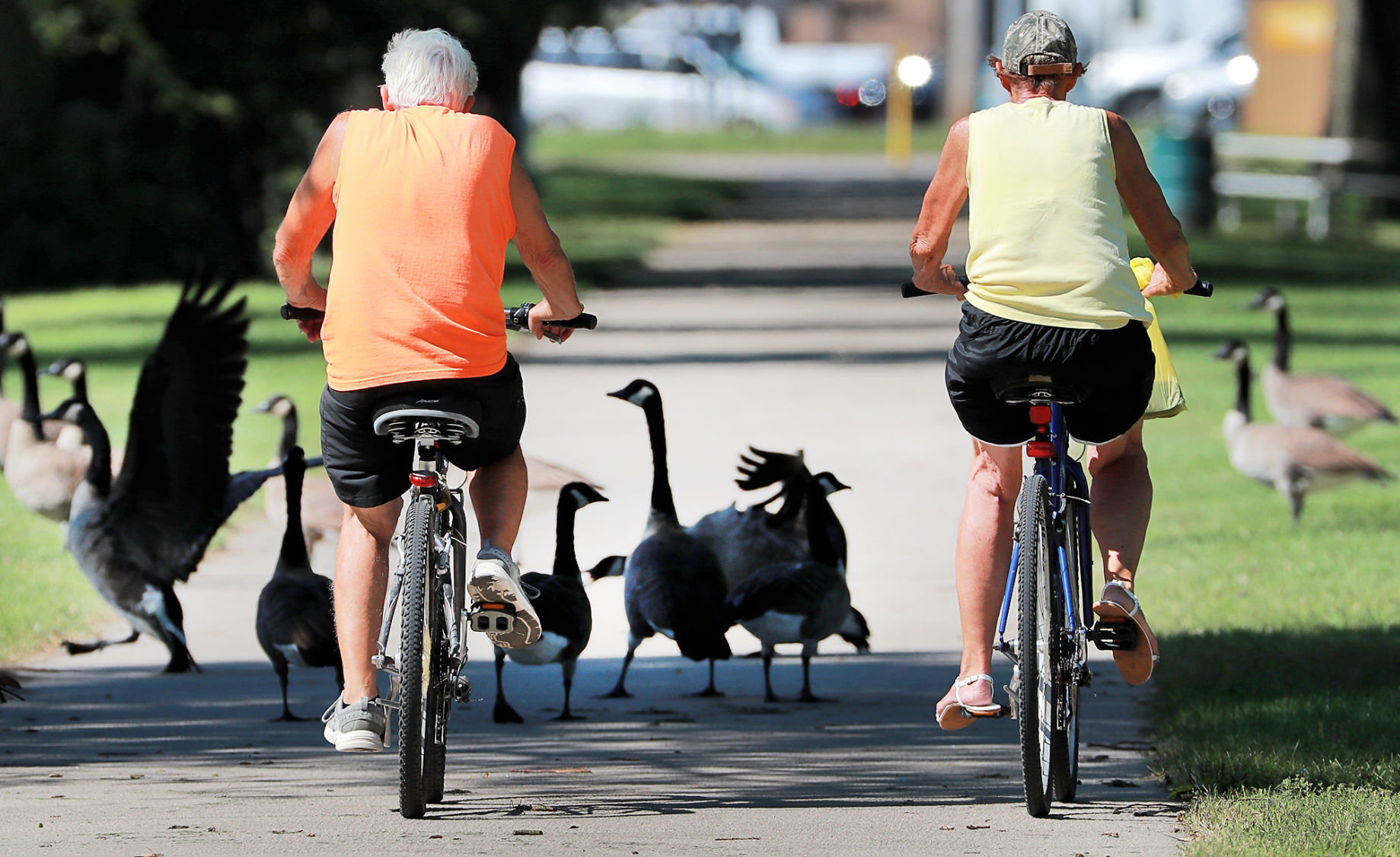 090619_RoadBirdsFeature001_bjs.JPG